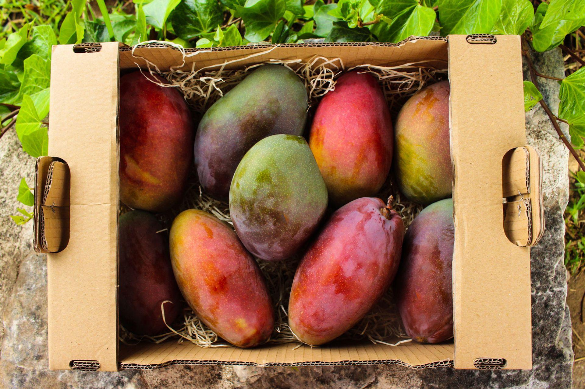 Comprar mangos online Los Aleses